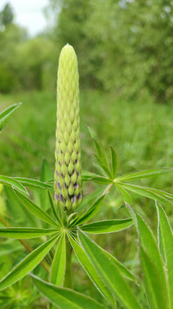 Summer floral blooming green background. A blue lupine in the garden. Closeup plant with blurred background. Blooming lupine flowers. Purple lupine blooming in springの写真素材