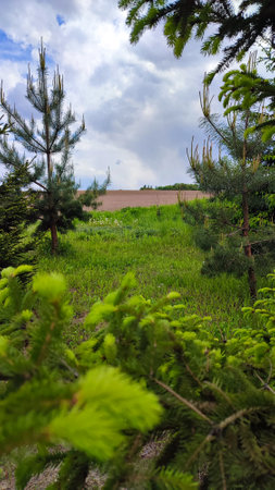 New green shoots on the spruce tree. Young, juicy, green shoots on a coniferous tree close-up. Fir tree branch with fresh young green shootsの写真素材