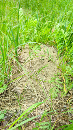 Anthill in garden. Wood ant in an anthill/ Formica rufa. An anthill in the middle of the forest.の写真素材