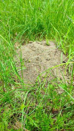 Anthill in garden. Wood ant in an anthill/ Formica rufa. An anthill in the middle of the forest.の写真素材