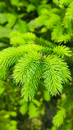 Young, juicy, green shoots on a coniferous tree close-up. Fir tree branch with fresh young green shootsの写真素材