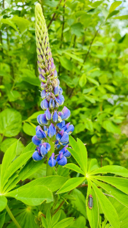 Summer floral blooming green background. A blue lupine in the garden. Closeup plant with blurred background. Blooming lupine flowers. Purple lupine blooming in springの写真素材