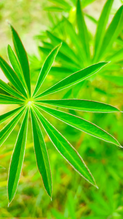 Texture of lupine leaf Lupinus polyphyllus. Green natural background.の写真素材