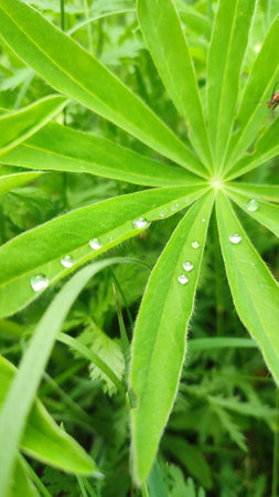 Large, green leaves of lupine covered with drops of dew (Lupinus polyphyllus). Green natural background.の写真素材