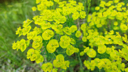 Flowers of a wild toxic plant Euphorbia cyparissias. Cypress Spurge / Euphorbia Cyparissis blooms among herbs. detail of cypress spurge flowersの写真素材