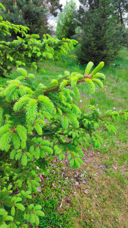 New green shoots on the spruce tree. Young, juicy, green shoots on a coniferous tree close-up. Fir tree branch with fresh young green shootsの写真素材