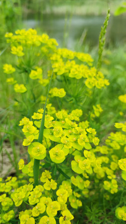 Flowers of a wild toxic plant Euphorbia cyparissias. Cypress Spurge / Euphorbia Cyparissis blooms among herbs. detail of cypress spurge flowersの写真素材