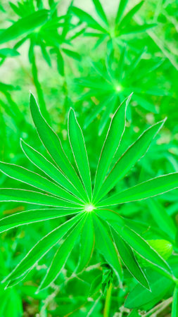 Texture of lupine leaf Lupinus polyphyllus. Green natural background.の写真素材