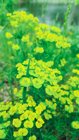 Flowers of a wild toxic plant Euphorbia cyparissias. Cypress Spurge / Euphorbia Cyparissis blooms among herbs. detail of cypress spurge flowersの写真素材
