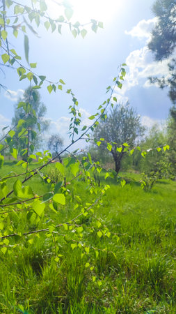 Leaves of birch with bright sun. tree branch with a bright green leaf in the sun. White birch tree leavesの写真素材