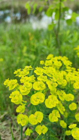 Flowers of a wild toxic plant Euphorbia cyparissias. Cypress Spurge / Euphorbia Cyparissis blooms among herbs. detail of cypress spurge flowersの写真素材
