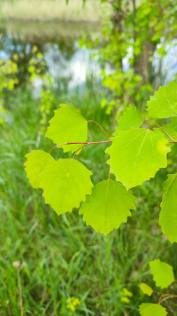 Leaves of birch with bright sun. tree branch with a bright green leaf in the sun. White birch tree leavesの写真素材