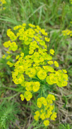 Flowers of a wild toxic plant Euphorbia cyparissias. Cypress Spurge / Euphorbia Cyparissis blooms among herbs. detail of cypress spurge flowersの写真素材