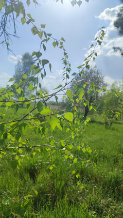 Leaves of birch with bright sun. tree branch with a bright green leaf in the sun. White birch tree leavesの写真素材