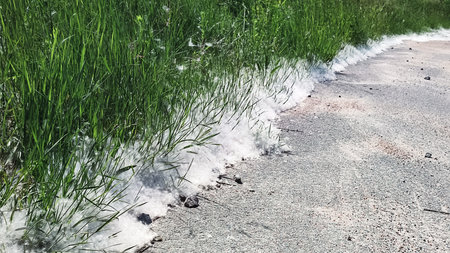 Closeup of cottonwood (Eastern poplar) seed on the sidewalk Springtime allergy. Pollen Dust. Poplar fluff lying on the grass. Season allergy concept.の写真素材
