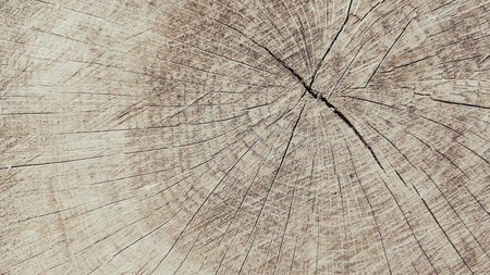 The texture of a wooden saw cut of a tree. Crosscut of a beautiful wood grain. Closeup of wooden surface texture. Aged cracked cut tree sectionの写真素材