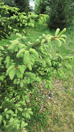 New green shoots on the spruce tree. Young, juicy, green shoots on a coniferous tree close-up. Fir tree branch with fresh young green shootsの写真素材