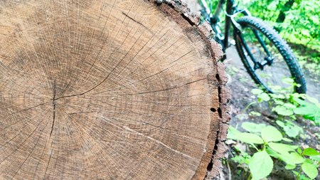 The texture of a wooden saw cut of a tree. Crosscut of a beautiful wood grain. Closeup of wooden surface texture. Aged cracked cut tree sectionの写真素材