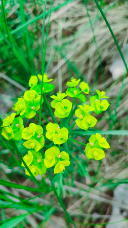 Flowers of a wild toxic plant Euphorbia cyparissias. Cypress Spurge / Euphorbia Cyparissis blooms among herbs. detail of cypress spurge flowersの写真素材