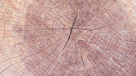 The texture of a wooden saw cut of a tree. Crosscut of a beautiful wood grain. Closeup of wooden surface texture. Aged cracked cut tree sectionの写真素材