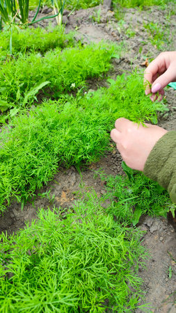 Female hand holding a sprig of green dill. garden is full of green leafy plants. Woman's hands harvesting fresh Dill in the garden. Dill harvest.の写真素材