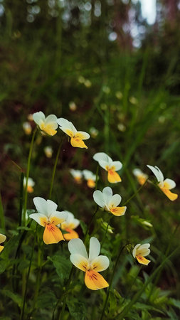 Pansies in a spring garden. Wild pansies in forest. Miniature pansies (Viola)の写真素材