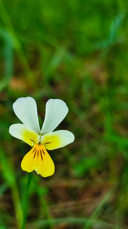 Pansies in a spring garden. Wild pansies in forest. Miniature pansies (Viola)の写真素材