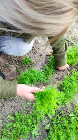 Female hand holding a sprig of green dill. garden is full of green leafy plants. Woman's hands harvesting fresh Dill in the garden. Dill harvest.の写真素材