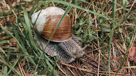 A garden banded snail creeps on a grass wet after rain. Garden snail crawling. Large mollusk snails with brown striped shell.の写真素材