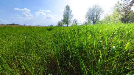 The horizon of the green lawn. Meadow Wildflowers and grass at sunrise. Close up view of dense, vibrant green grass bladesの写真素材