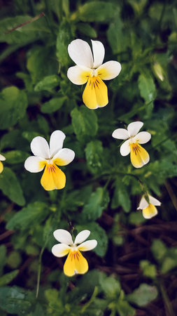 Pansies in a spring garden. Wild pansies in forest. Miniature pansies (Viola)の写真素材