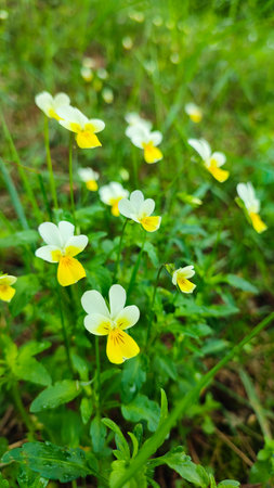 Pansies in a spring garden. Wild pansies in forest. Miniature pansies (Viola)