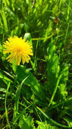The horizon of the green lawn. Meadow Wildflowers and grass at sunrise. Close up view of dense, vibrant green grass bladesの写真素材