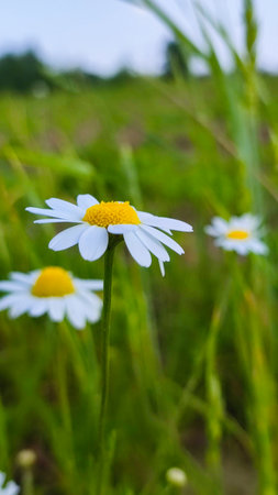 Summer daisies. Close up of daisy flower in wild nature field. Daisy Meadowの写真素材