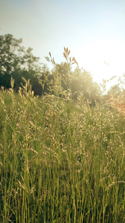 Wild flowery grass that causes allergy to some. Green grass surrounded by green nature and shining sun. Background with copy spaceの写真素材
