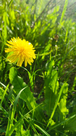 The horizon of the green lawn. Meadow Wildflowers and grass at sunrise. Close up view of dense, vibrant green grass bladesの写真素材