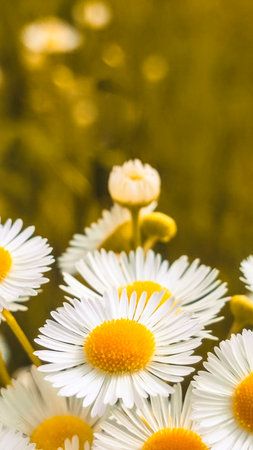 Summer daisies. Close up of daisy flower in wild nature field. Daisy Meadowの写真素材