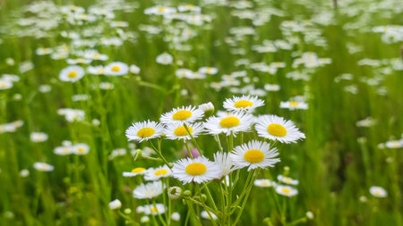 Chamomiles on sunny summer day. White wild flower. Medicinal plant. Collecting pharmacy chamomile for chamomile tea. Daisy flower backgroundの写真素材