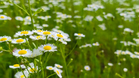 Chamomiles on sunny summer day. White wild flower. Medicinal plant. Collecting pharmacy chamomile for chamomile tea. Daisy flower backgroundの写真素材