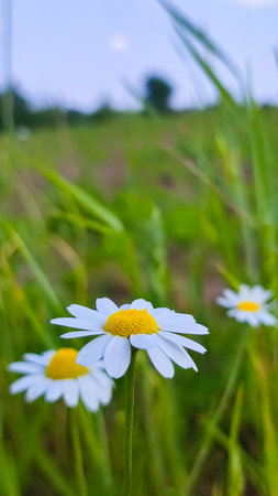 Summer daisies. Close up of daisy flower in wild nature field. Daisy Meadowの写真素材