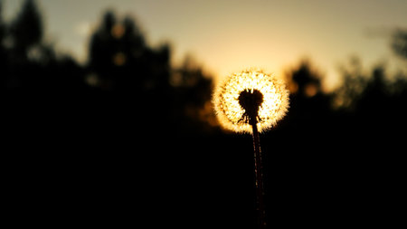 Dandelion field freedom sunset wish blowball sun nature. Dandelion seeds blowing in the wind with sunset in the backgroundの写真素材