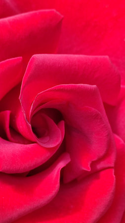 Close-up of a deep red rose, detailed petals. Background made of red rose petals. Beautiful backdrop, suitable for love and nature, romantic theme. Velvet petals of red rosesの写真素材