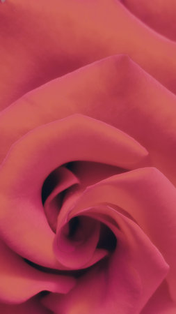 Close-up of a deep red rose, detailed petals. Background made of red rose petals. Beautiful backdrop, suitable for love and nature, romantic theme. Velvet petals of red rosesの写真素材