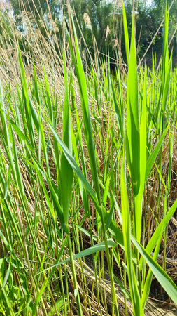 The horizon of the green lawn. Meadow Wildflowers and grass at sunrise. Close up view of dense, vibrant green grass bladesの写真素材