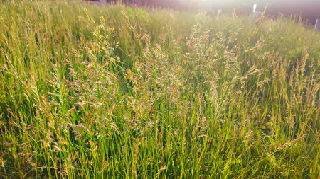 Wild flowery grass that causes allergy to some. Green grass surrounded by green nature and shining sun. Background with copy spaceの写真素材