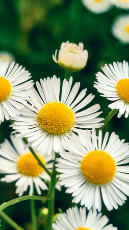Summer daisies. Close up of daisy flower in wild nature field. Daisy Meadowの写真素材