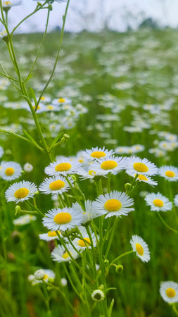Chamomiles on sunny summer day. White wild flower. Medicinal plant. Collecting pharmacy chamomile for chamomile tea. Daisy flower backgroundの写真素材