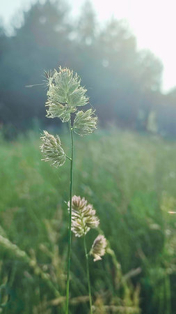 Wild flowery grass that causes allergy to some. Green grass surrounded by green nature and shining sun. Background with copy spaceの写真素材