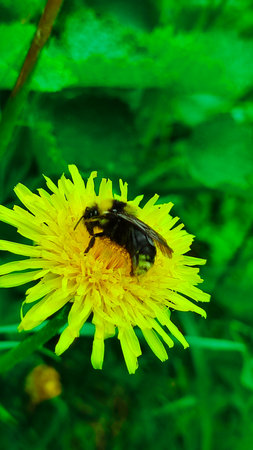 Bumblebee on dandelion field. A bumblebee gently landing on a dandelion, collecting pollenの写真素材