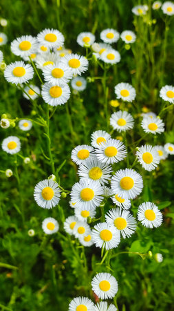 Chamomiles on sunny summer day. White wild flower. Medicinal plant. Collecting pharmacy chamomile...